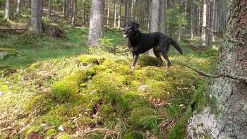 Hund im Wald von Bad Berleburg